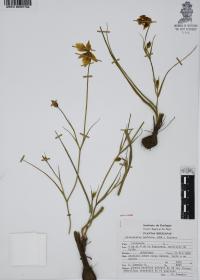 Calochortus barbatus image